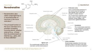 Mental Health - Fundamentals of Neurobiology - slide 17